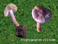 Inocybe geophylla var.lilacina-amf1004-1